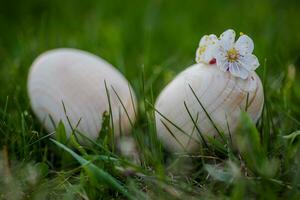 Two white Easter eggs with a branch of apricot in green grass. Easter background. Search for eggs at Easter. photo