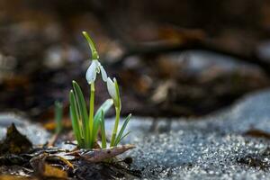 el primero primavera flores blanco campanillas en el bosque iluminar foto