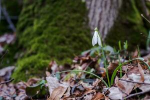 Galanthus, snowdrop three flowers against the background of trees. photo