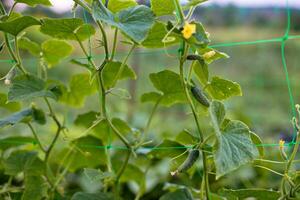 Top cucumber Cucumis sativus sprout with young leaves and antennaeCucumber in garden is tied up on trellis. photo