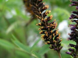 Amorpha fruticosa or desert false indigo, false indigo-bush photo