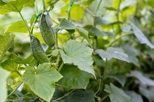 Two green ripe cucumbers on a bush among the leaves. Cucumber on the background of the garden. photo