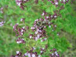 Purple flowers of origanum vulgare, wild marjoram close-up. common oregano growing in meadow. Medicinal plants of Europe in July. Honey plant photo