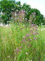 Purple flowers of origanum vulgare, wild marjoram close-up. common oregano growing in meadow. Medicinal plants of Europe in July. Honey plant photo