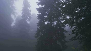 conduite dans une effrayant et brumeux forêt. video