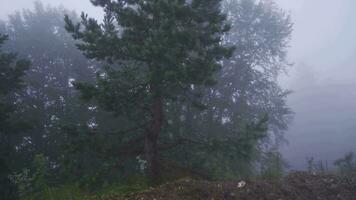 brouillard sur le forêt route. video