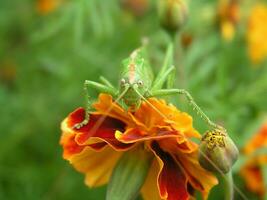 Green locust on a yellow marigold. Long locust mustache. Insect on a close-up flower. photo