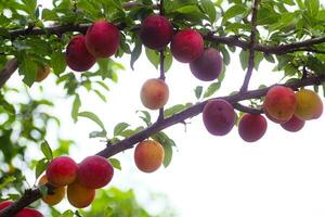 Cereza ciruela o myrobalan prunus cerasifera rojo maduro drupa, fruta de piedra de en ramas de árbol en verano. huertos durante cosecha de frutas foto