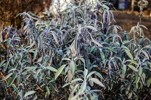 Salvia divinorum , sage of the diviners, ska mar a pastora, seer's sage, yerba de la pastora, just salvia Dry leaves after frost.. Sage leaves close-up. Spicy plants on the bed. photo