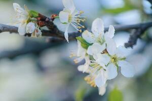 flores de Cereza ciruela o myrobalan prunus cerasifera floreciente en el primavera en el sucursales. foto