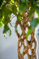 Decorative ficus of Bejamin with woven stems. Green shiny leaves weeping fig plant stem. photo