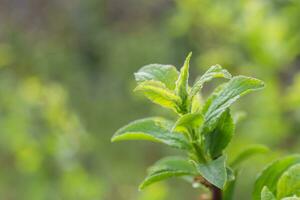 first green leaves on tree in nature background close up. place to text. Copy space photo