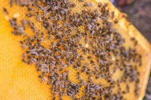 Bees on the honeycomb, top view. Honey cell with bees. Apiculture. Apiary. Wooden beehive and bees. beehive with honey bees, frames of the hive, top view. photo