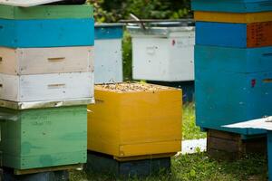 Open yellow hive on apiary. Wooden frames with honey bees. photo