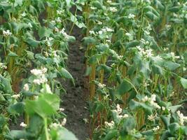 Buckwheat sprouts on the field. photo