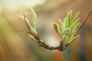 Sorbus Green buds and young leaves. Plant development in spring. first greens on bushes rowan, mountain-ash, whitebeam, Hybrids. photo