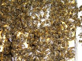 abejas de cerca en estructura. de cerca macro de abejas en cera marco panal en colmenar miel abeja colmena con selectivo atención foto