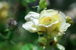 Fully open white rose with green petals in garden on flower bed. Blooming beautiful rose not fully blossomed with bud. photo