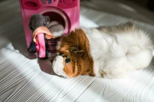 linda Guinea cerdo cerca el Lavado máquina. mascotas hacer tareas del hogar foto