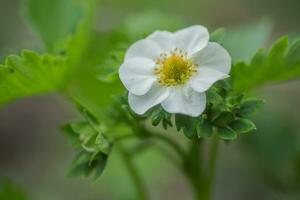 Beautiful white strawberry flower in the garden. The first crop of strawberries in the early summer. Natural background. photo