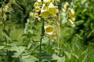 Digitalis grandiflora, yellow foxglove, big-flowered foxglove, or large yellow foxglove medicinal plant in meadow used in the treatment of heart disease photo