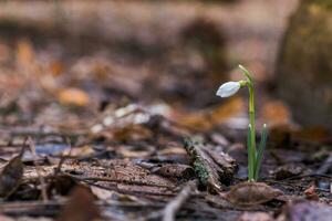 The first spring flowers white snowdrops in the forest illuminat photo