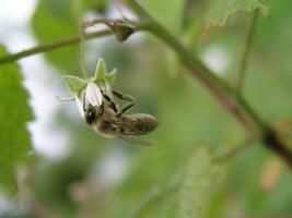 A bee collects pollen and nectar from Rubus idaeus, raspberry, red raspberry or occasionally as European raspberry flower. photo