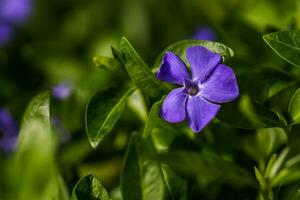 Purple Vinca, periwinkle flower. Natural background with spring flower. Periwinkle after the rain close-up. photo