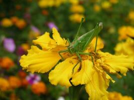 Green locust on a yellow marigold. Long locust mustache. Insect on a close-up flower. photo