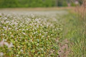 Field of buckwheat on a background of a stormy sky. Buckwheat, Fagopyrum esculentum, Japanese buckwheat and silverhull buckwheat blooming on the field. Close-up flowers of buckwheat photo