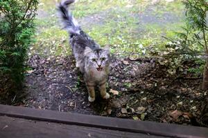 pequeño gris Vagabundo gatito sube en un de madera piso desde el calle. gris gato gritando. mascota mira dentro cámara, caminando en calle foto