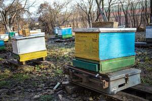 Standing on scales of a control hive with family of honeybees. Determining stock of conrms and honey in hive by weighing on scales photo