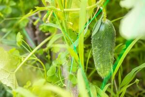 Top cucumber Cucumis sativus sprout with young leaves and antennae. Cucumber in garden is tied up on trellis. Cucumbers in a garden in village. Scourge of cucumbers on grid. photo