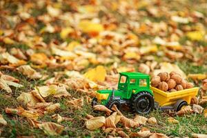 Green tractor carries nuts in the back. Toy tractor with a crop of ripe walnuts. Autumn photophone. photo