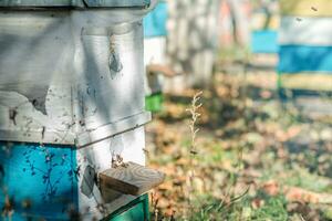 From beehive entrancebees creep out. photo