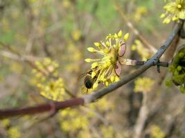 A bee collects nectar from white hyacinth photo