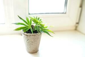 Growing hemp at home in pots of recyclable materials on the windowsill. Sprouts of young spring early hemp with the first leaves of medicinal marijuana. photo