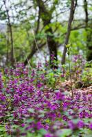Macro photo of spring flowers on the forest glade. Flowers of Ge