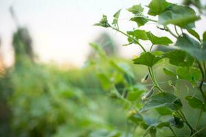 Top cucumber Cucumis sativus sprout with young leaves and antennaeCucumber in garden is tied up on trellis. photo