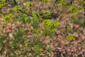 primavera floración árbol roble. pendientes con polen y joven verde foto