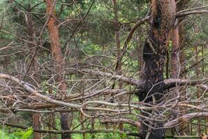 Burnt trees in the forest. Pine branches after a fire. Disaster. Broken ecosystem. photo