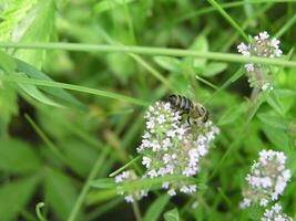 Honey bees collect nectar from small flowers. photo