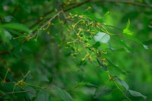 Green fruits of plum trees, which begin to ripen, hang on a tree branch photo