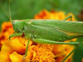Green locust on a yellow marigold. Long locust mustache. Insect on a close-up flower. photo