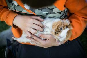 guinea pig in hands of child. pet with host. Playing with animals. photo