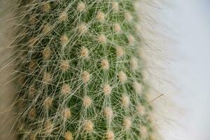 cactus con blanco mullido agujas hermosa cactus de cerca foto