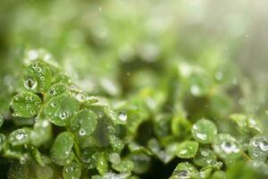 Beautiful green background with lawn clerical leaves after rain. Raindrops on green leaves on a blurry green spring background. photo