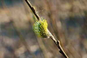 Not fluffy blooming inflorescences catkins holly willow in early spring before the leaves. Honey plants Ukraine. photo