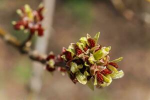 cornus officinalis ver foto