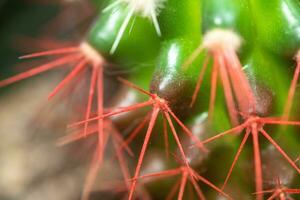 Coral red needles of a cactus. Desert Barrel Cactus close-up. New white needles on a cactus. trend color. Top view. photo